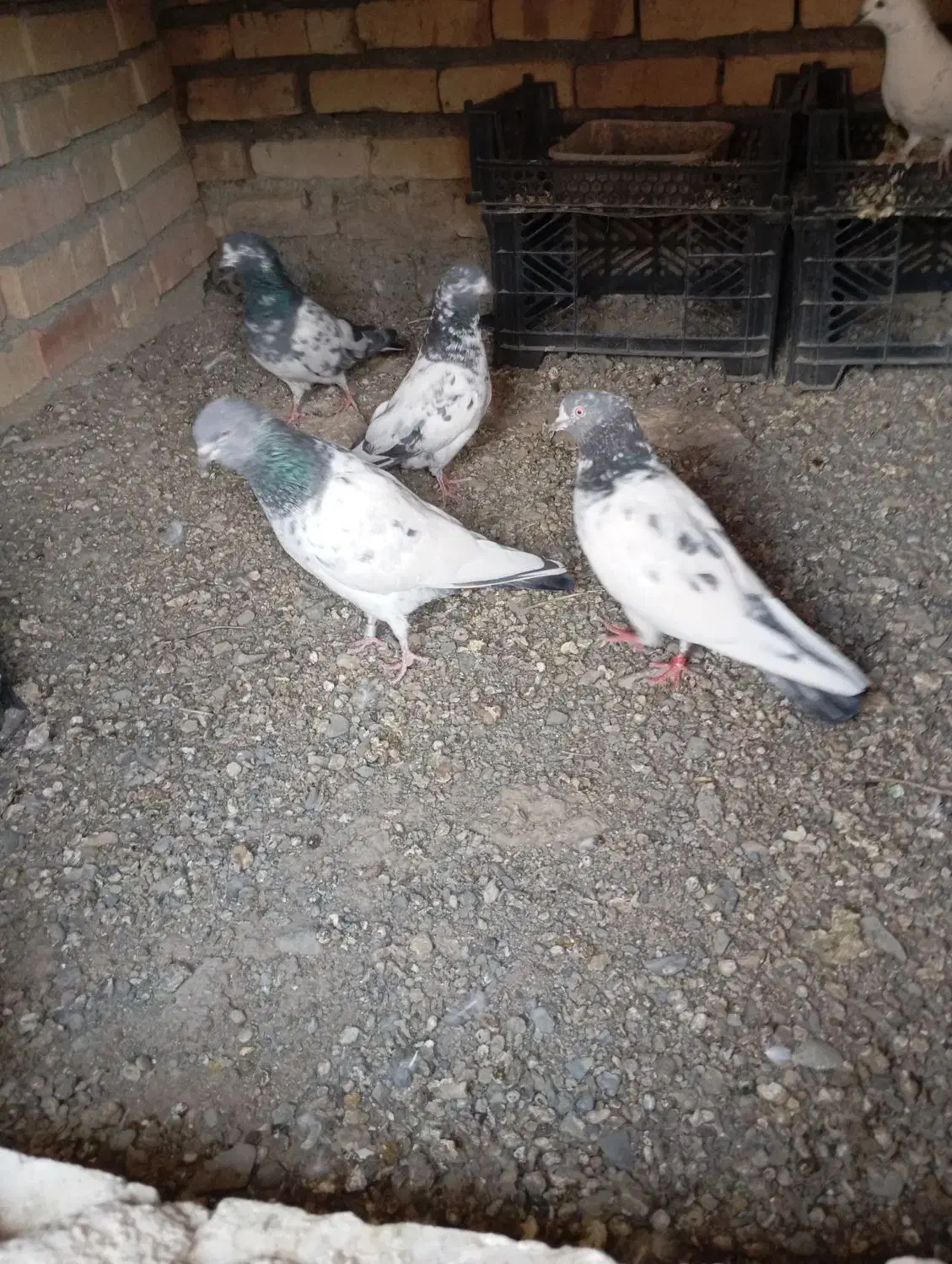 کبوتر پاکستانی|پرنده|کهنوج, |دیوار