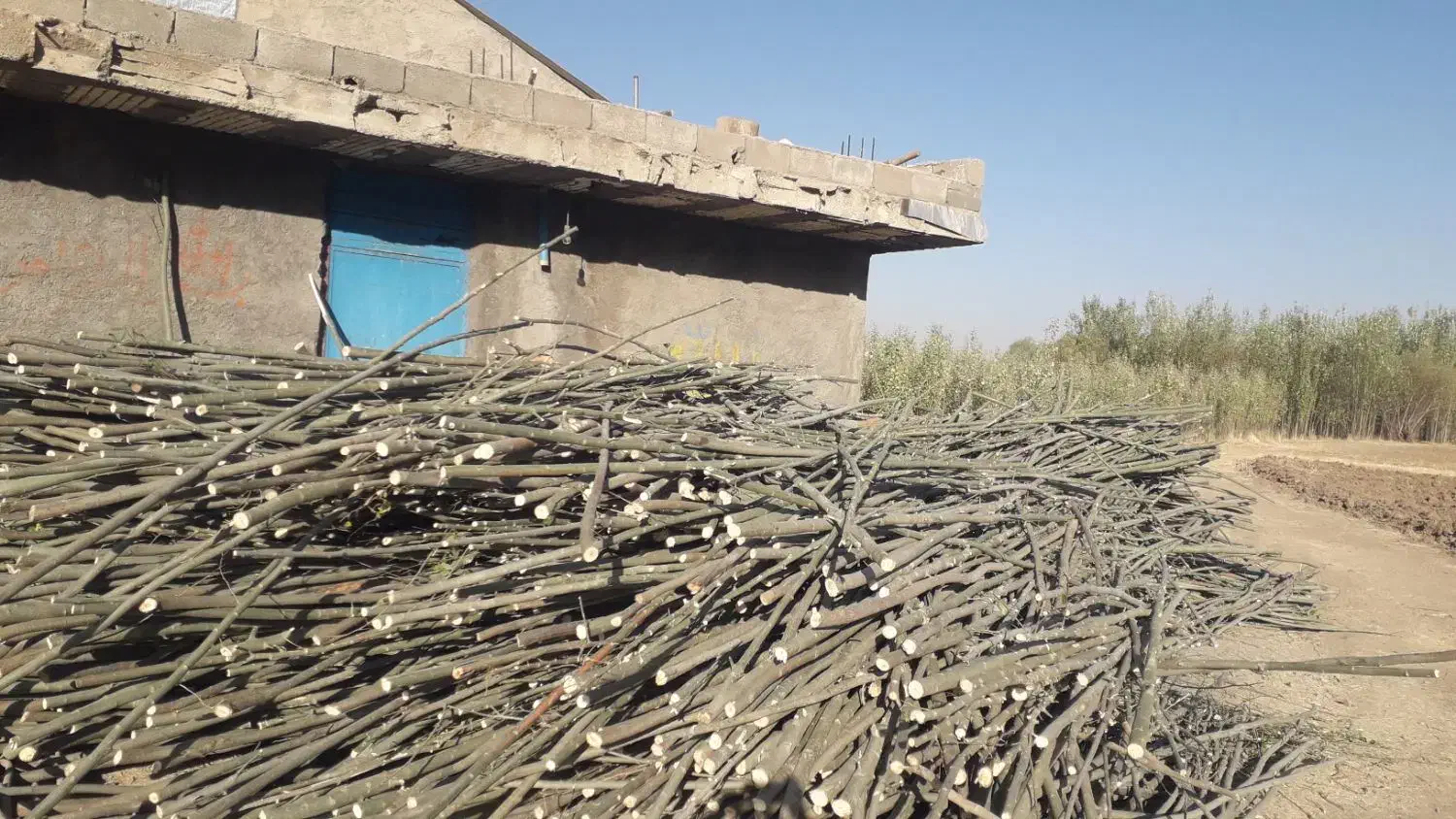 فروش چوب کبوده باریک|عمده‌فروشی|جونقان, |دیوار