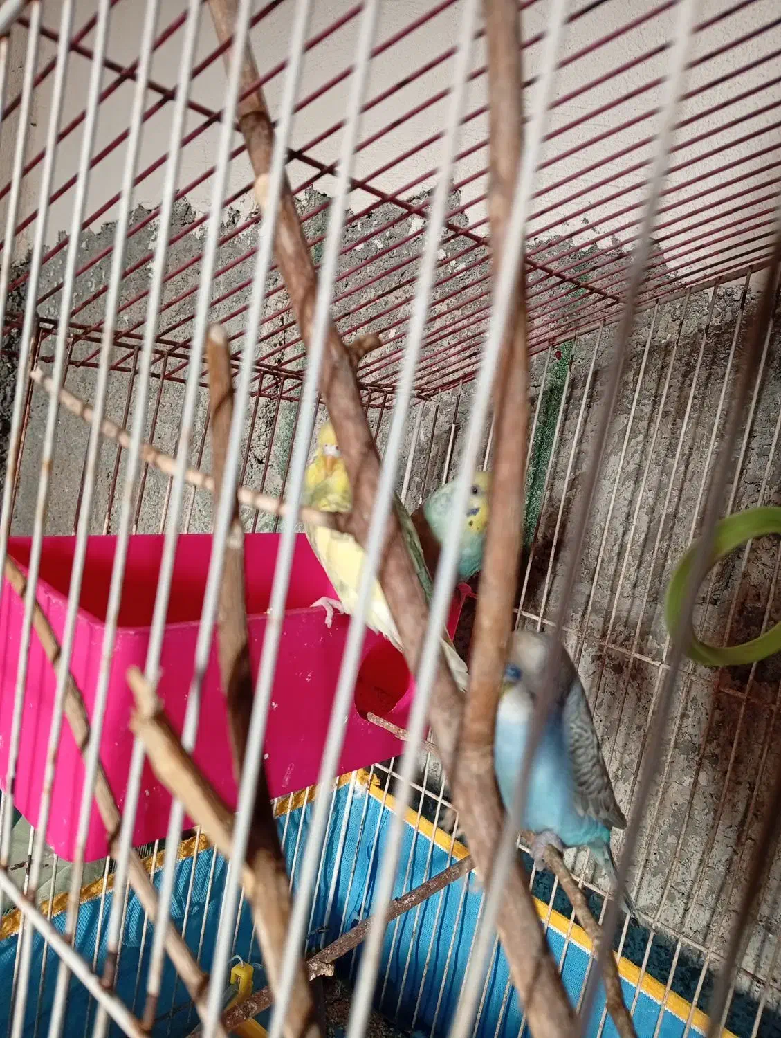 مرغ عشق|پرنده|کنارک, |دیوار