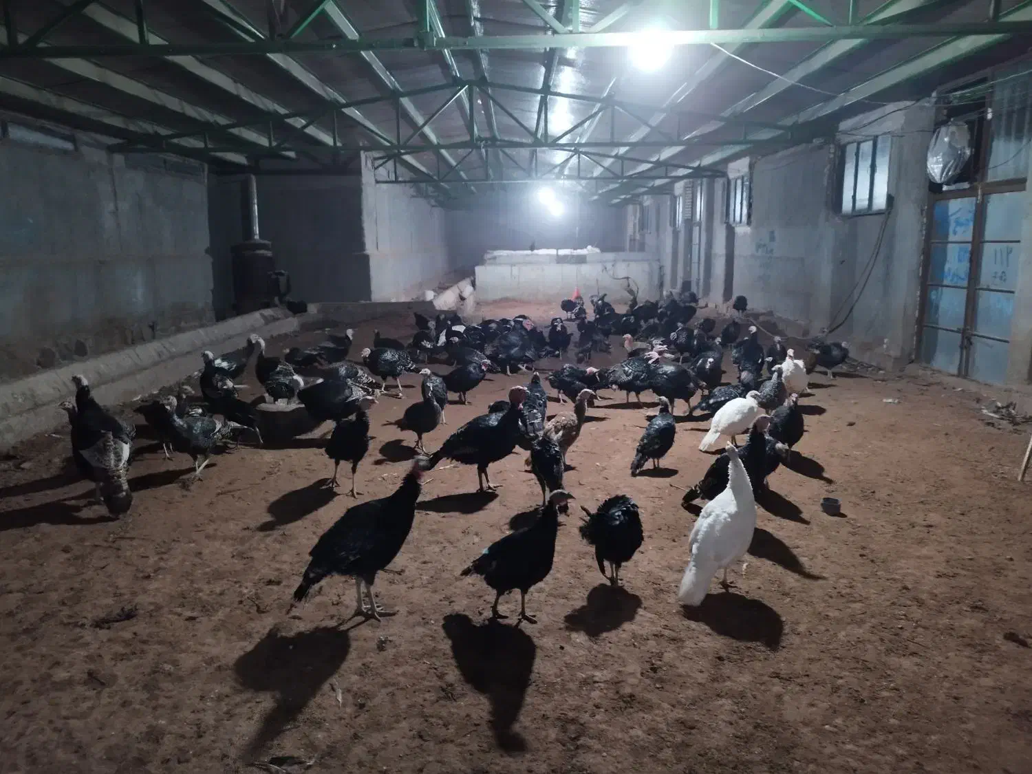 بوقلمون یک ساله در حال تخم درشت و آماده|حیوانات مزرعه|مشهد, کوشش|دیوار