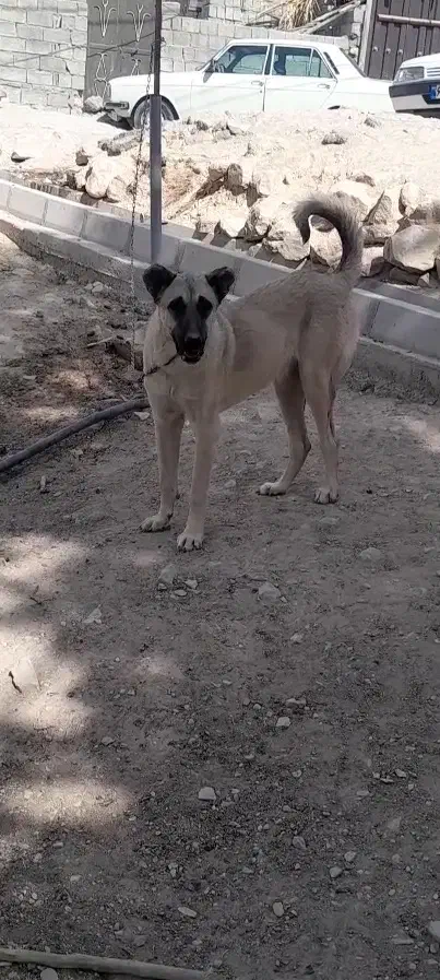 سرابی|سگ|ایلام, |دیوار