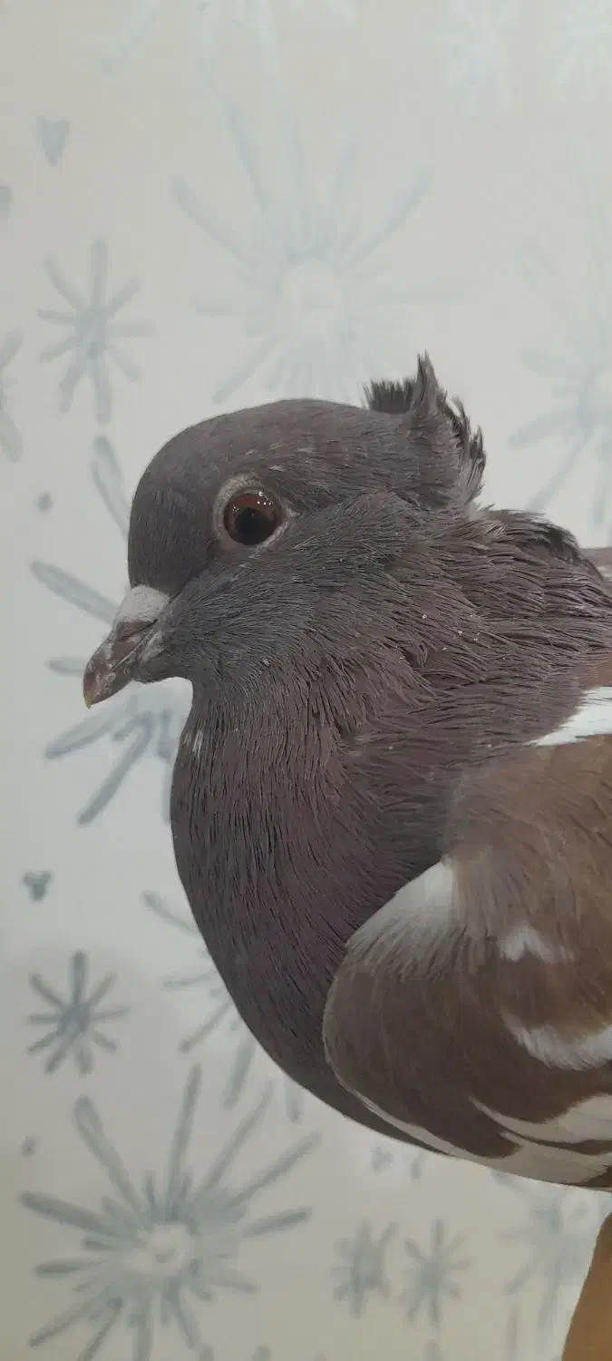 کفتر سرخ|پرنده|فولادشهر, مسکن مهر فولادشهر|دیوار