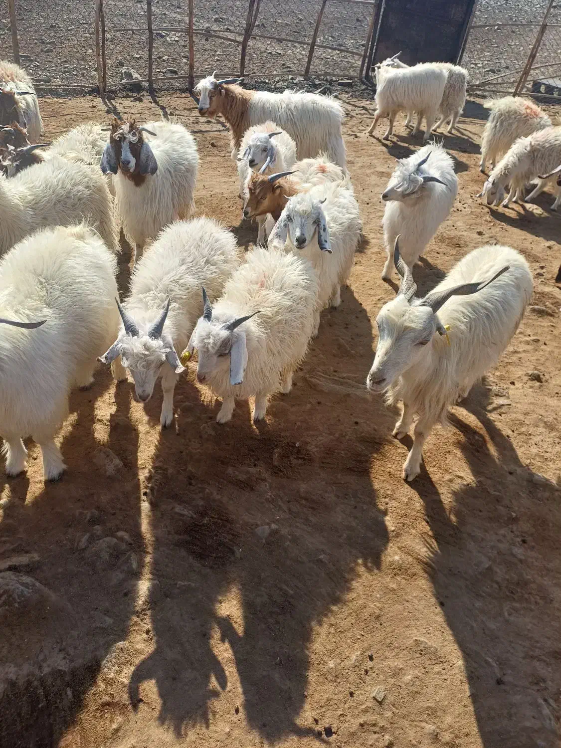 فروشی|حیوانات مزرعه|چاه مرید, |دیوار