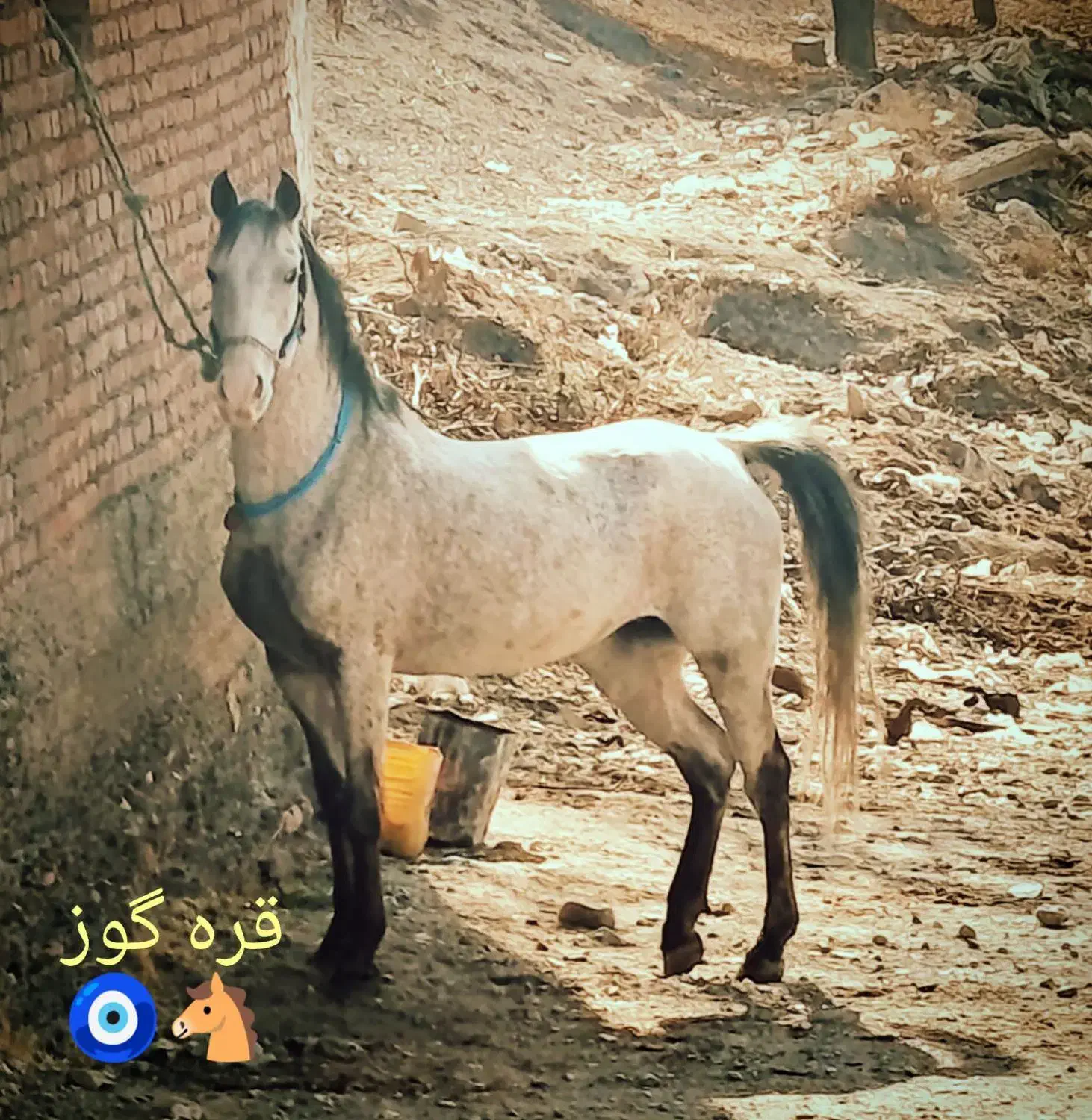 فروش اسب مادیان|اسب و تجهیزات اسبسواری|شبستر, |دیوار