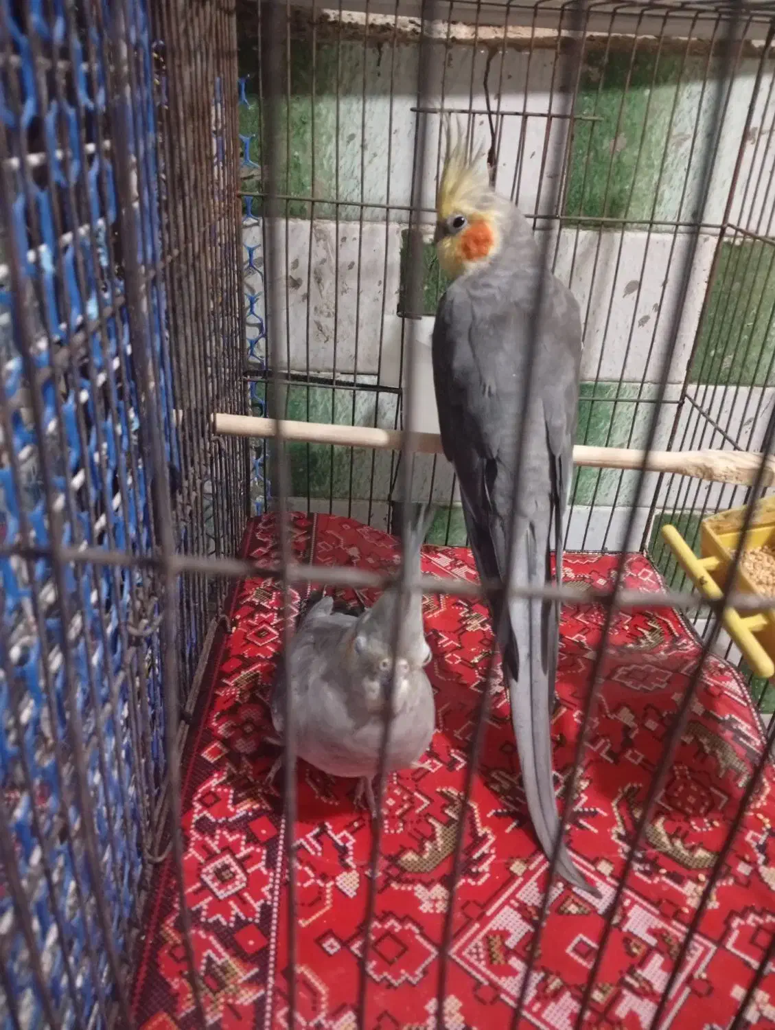 یک جفت عروس هلندی|پرنده|پاکدشت, پاکدشت (مامازند)|دیوار