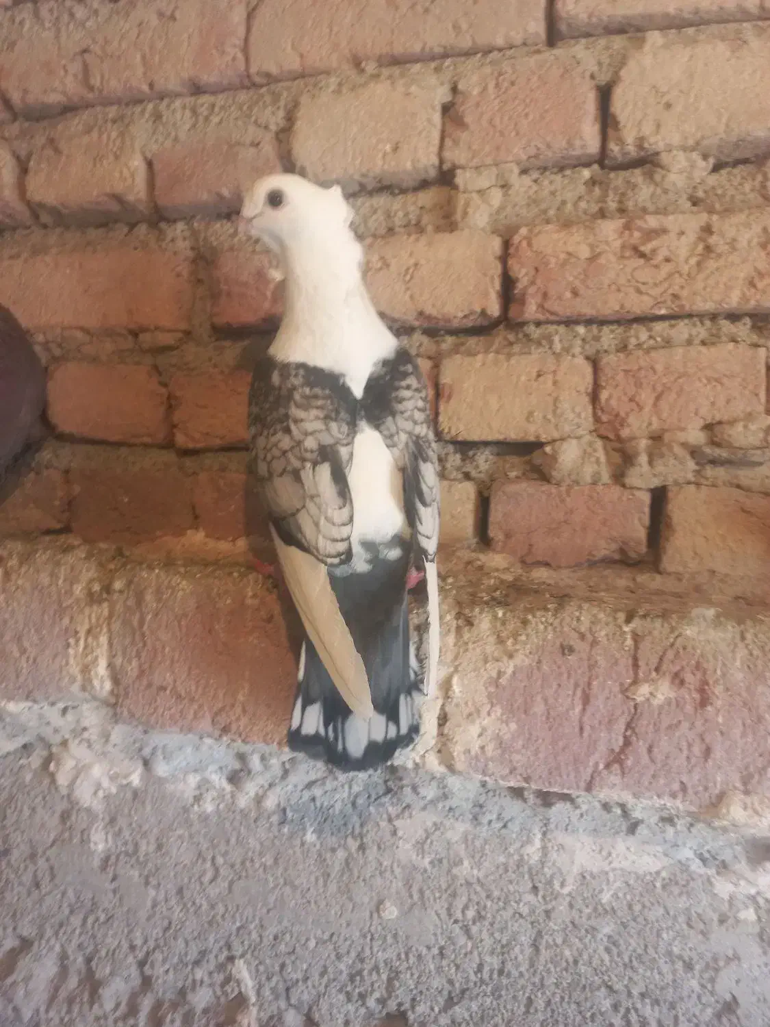 بلژیکی|پرنده|اردبیل, |دیوار