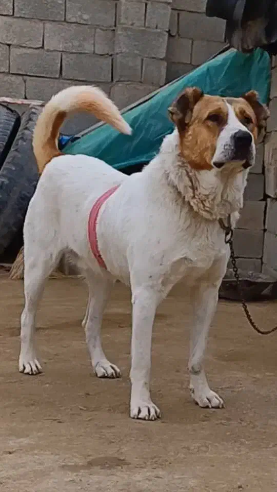 سگ نر|حیوانات|تنکمان, |دیوار