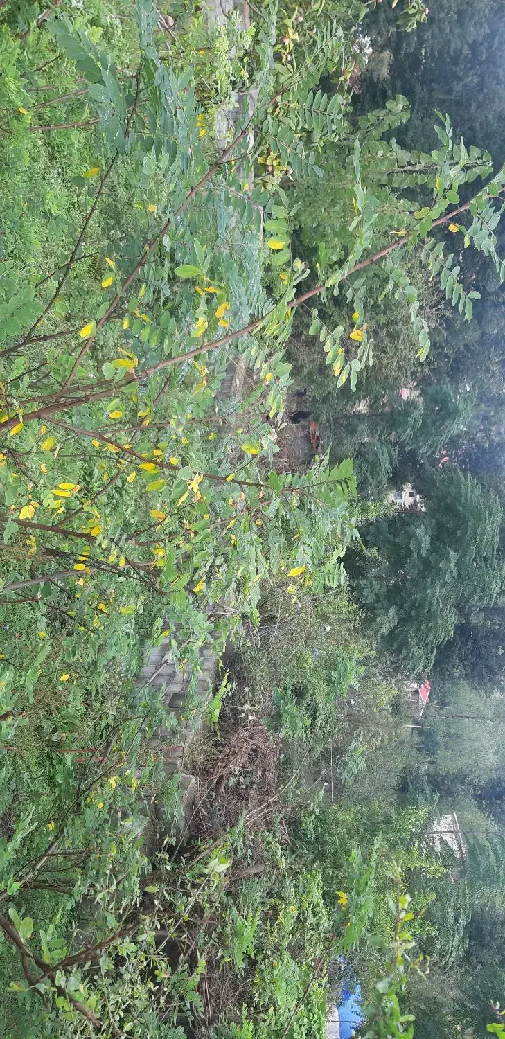 زمین ۴۰۰ متری دیوارکشی شده با پروانه|فروش زمین و ملک کلنگی|قدس, شهرک دانش|دیوار