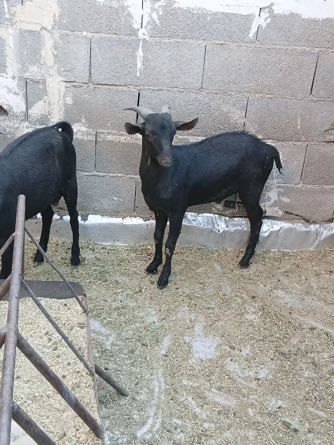 بز مورسیاه|حیوانات مزرعه|بندر ماهشهر, |دیوار