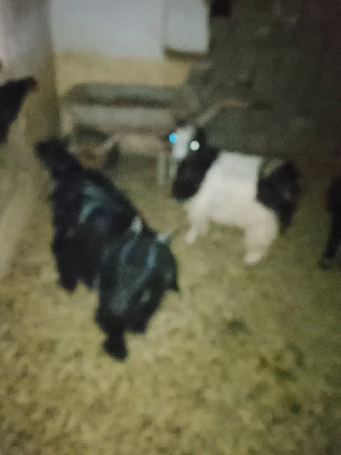 فروش چند راس کهره|حیوانات مزرعه|بندر گناوه, |دیوار