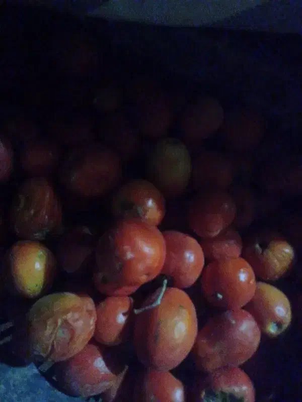 گوجه|حیوانات مزرعه|مشهد مرغاب, |دیوار