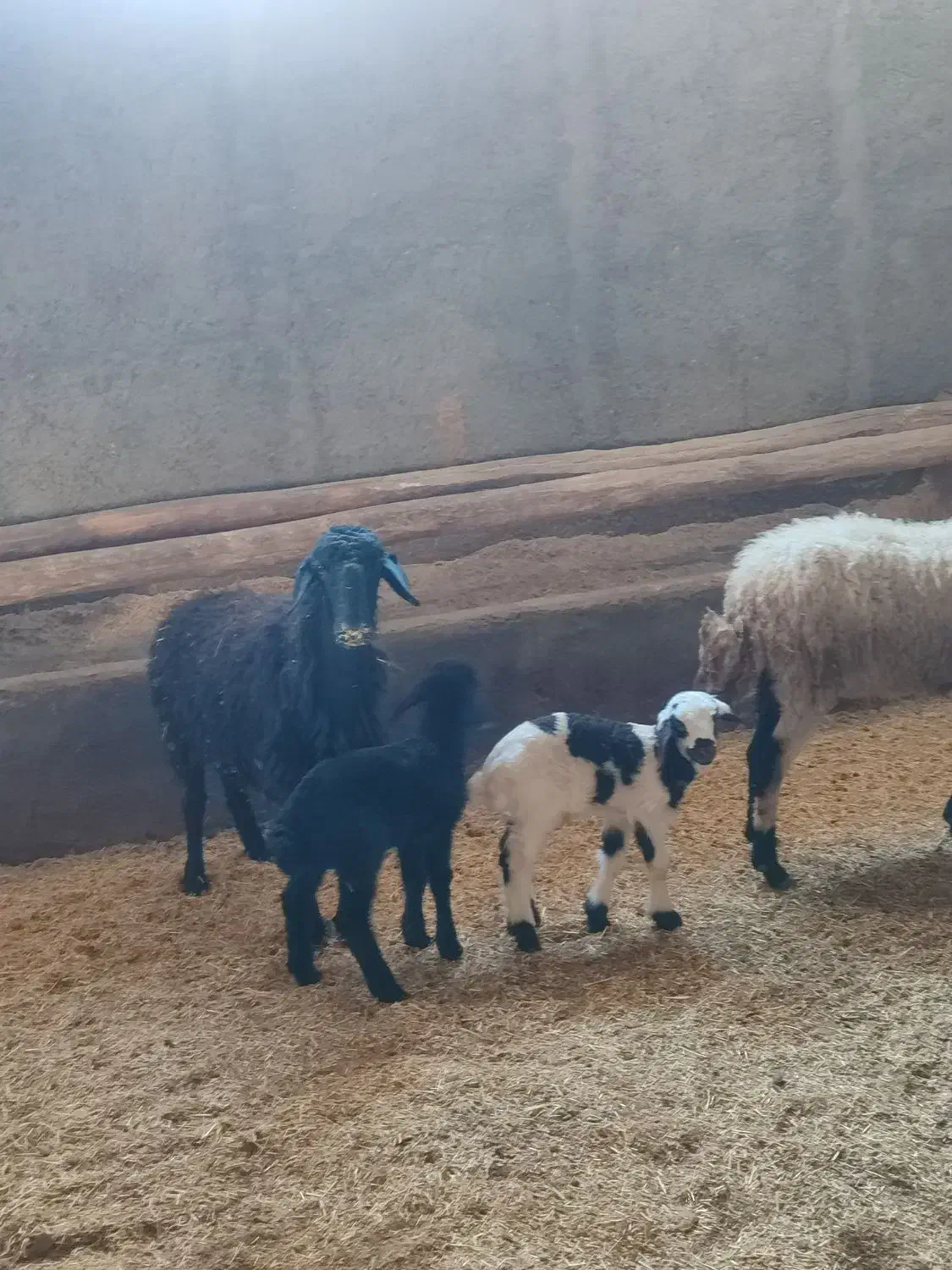 3عدد شیشک|حیوانات مزرعه|محمدیه-قزوین, |دیوار