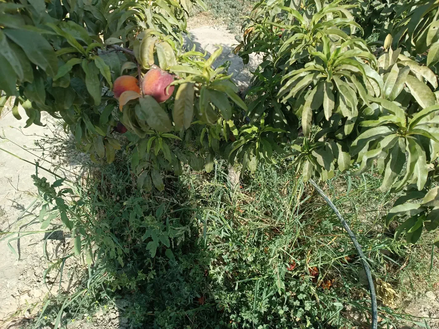 درختان مثمر پایه کوتاه باکیفیت|خدمات باغبانی و درختکاری|شهریار, اسکمان|دیوار