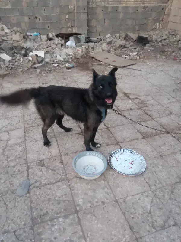 سگ خارجی|سگ|خرمشهر, |دیوار