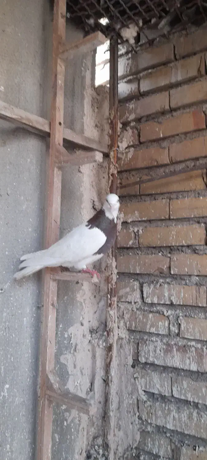 کفتر پرشی به شرط|پرنده|مشهد, فاطمیه|دیوار