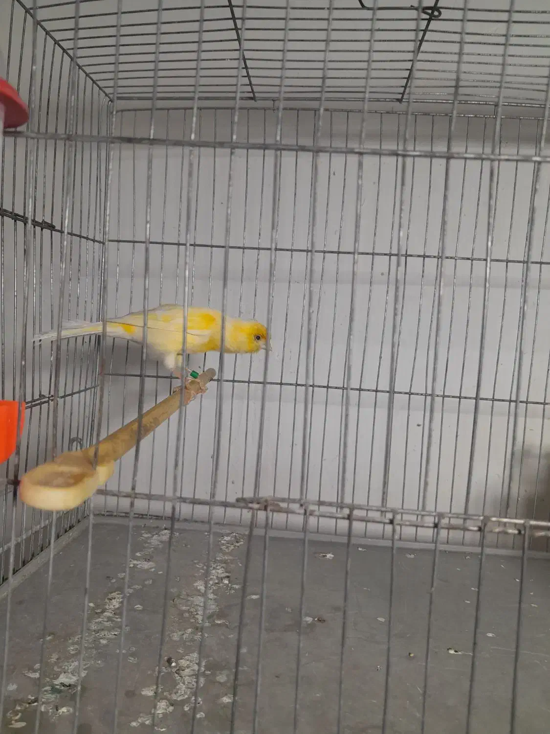 قناری|پرنده|سیرجان, |دیوار