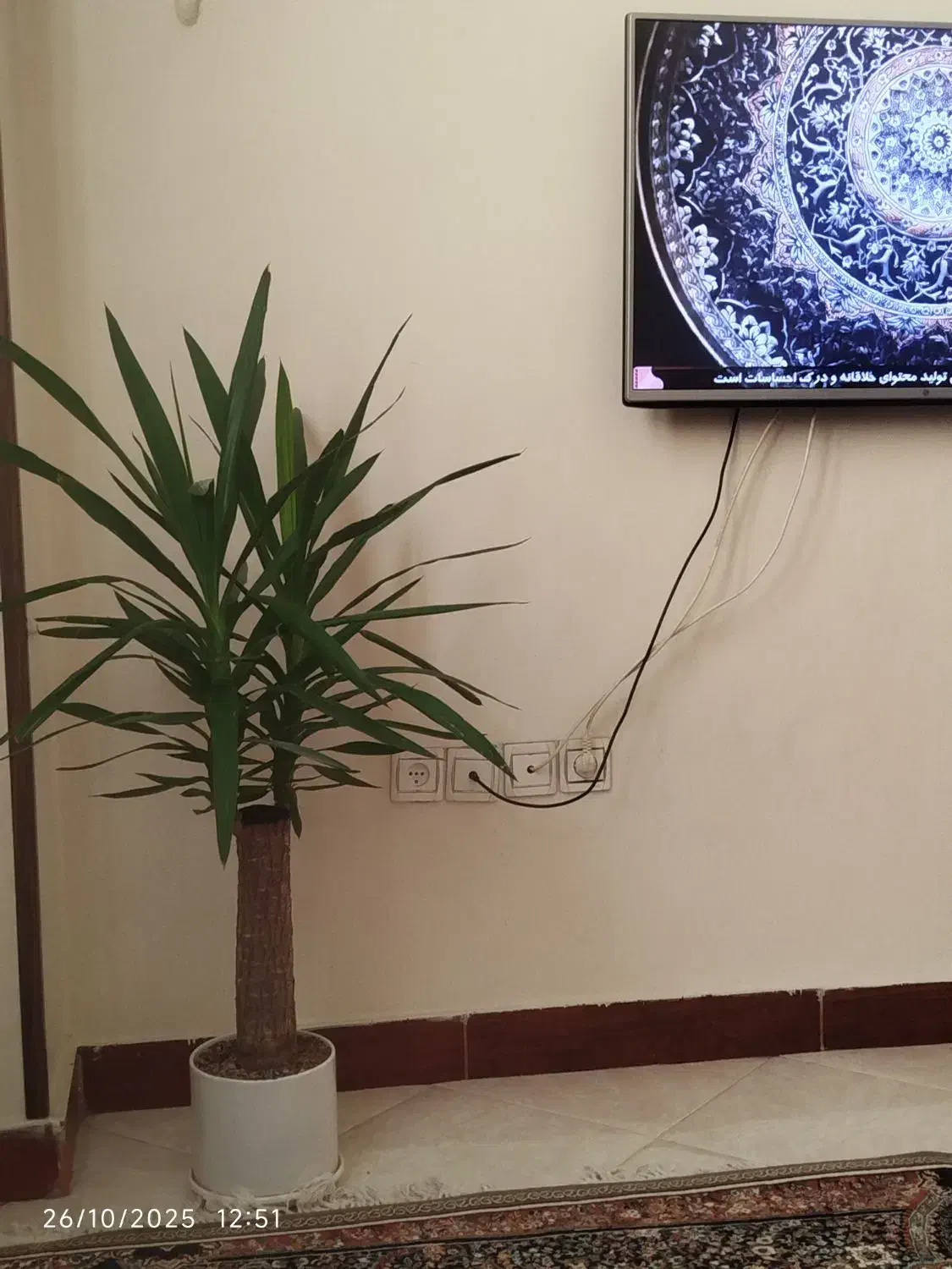 نخل یوکا|گل و گیاه طبیعی|چهاردانگه (تهران), |دیوار