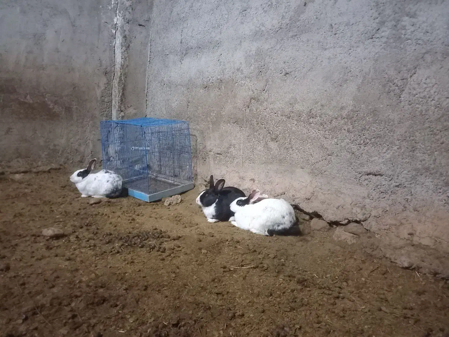 خرگوش|موش و خرگوش|قوچان, |دیوار