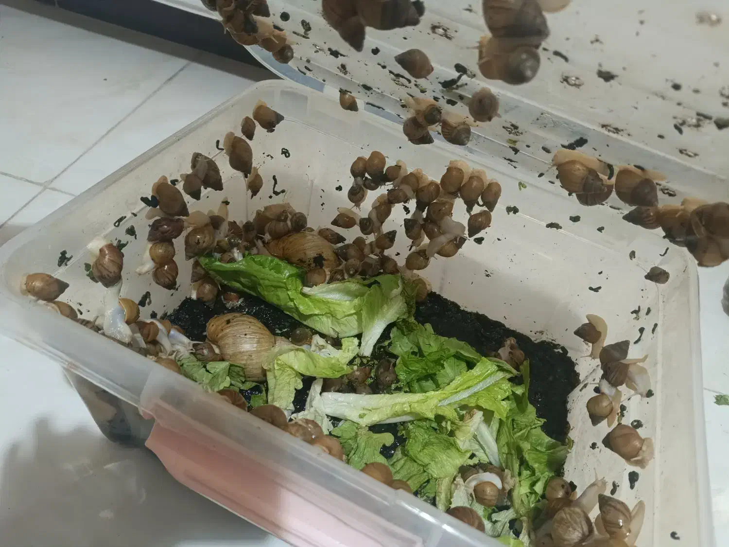 حلزون ۲الا۳ سانت  دونه ۱۰ بزرگ هم دونه ۶۰|خزنده|کرمانشاه, |دیوار