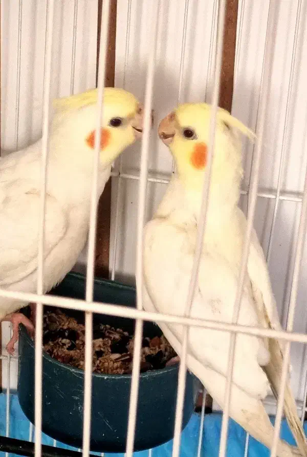 عروس هلندی و مرغ عشق|پرنده|اردبیل, |دیوار