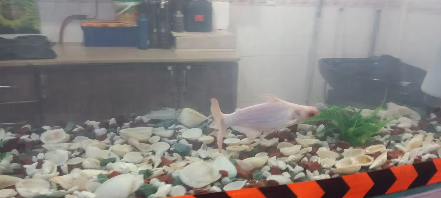 ماهی پنکوسی البینو(کوسه)|ماهی|یزد, |دیوار