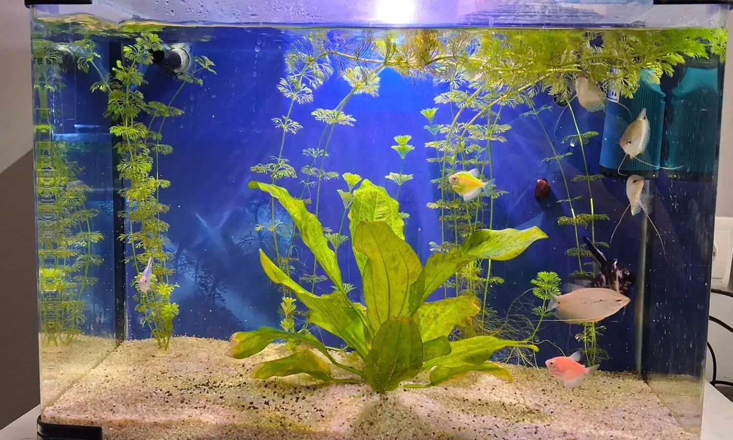 اکواریوم بک سامپ شرکتی و دست ساز|ماهی|بندرعباس, |دیوار