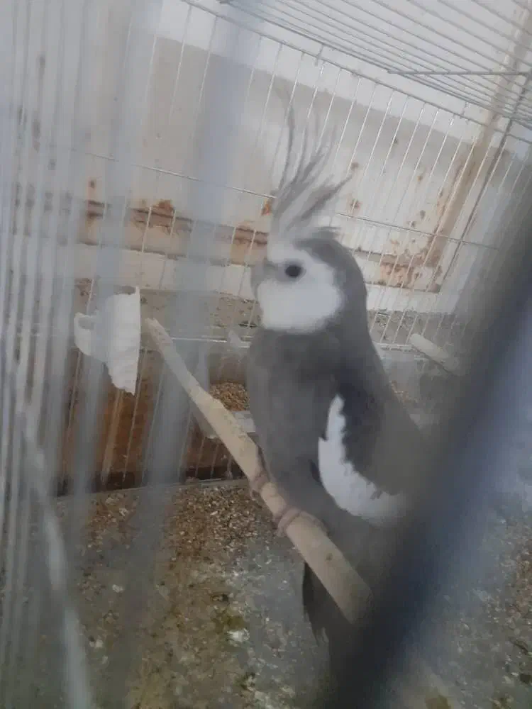 عروس هلندی البینو با تخم|پرنده|حمیدیه, |دیوار