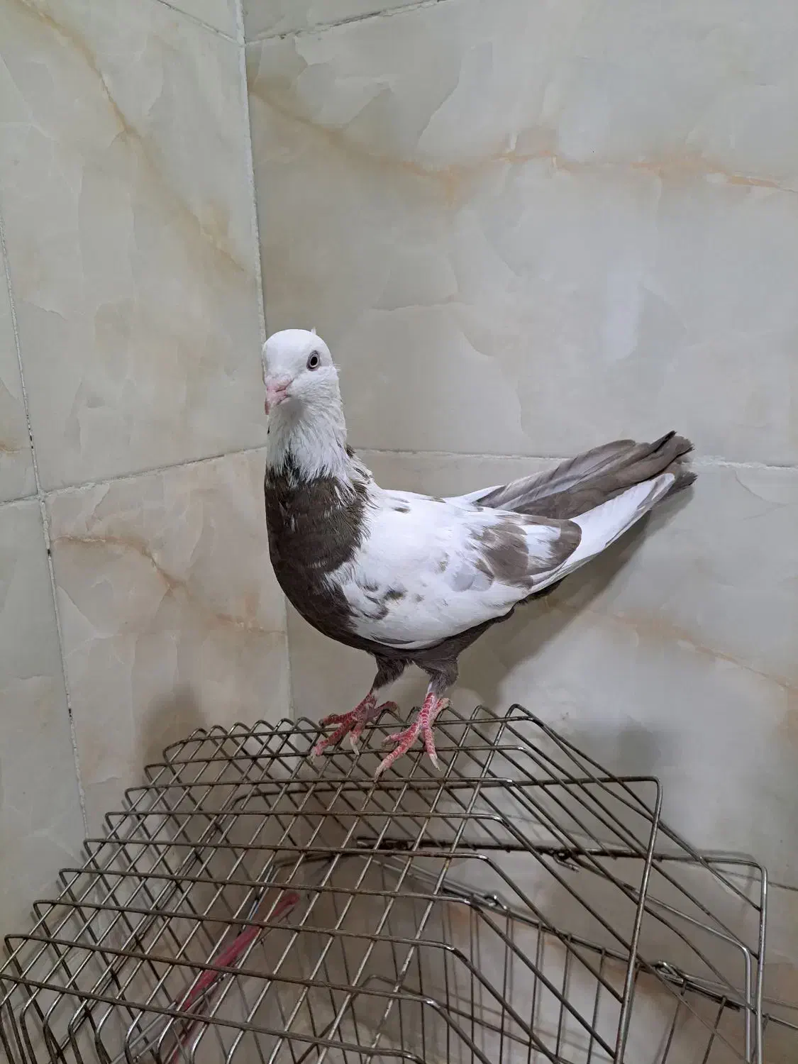 کفتر|پرنده|اقبالیه, |دیوار