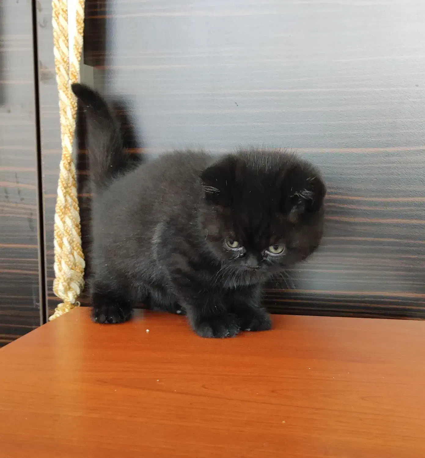 واگذاری گربه اسکاتیش و بریتیش|گربه|تبریز, |دیوار