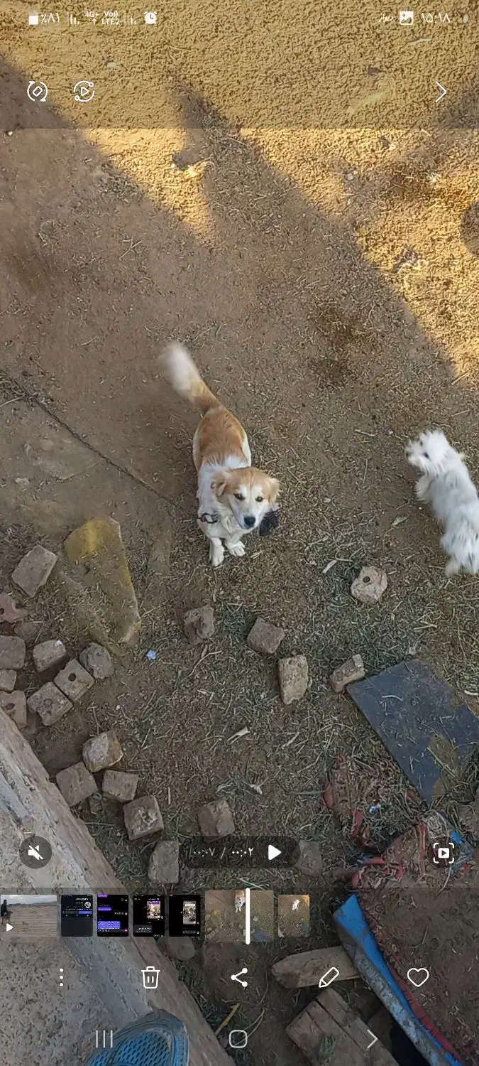 جفت نروماده|پرنده|فیروزه, |دیوار