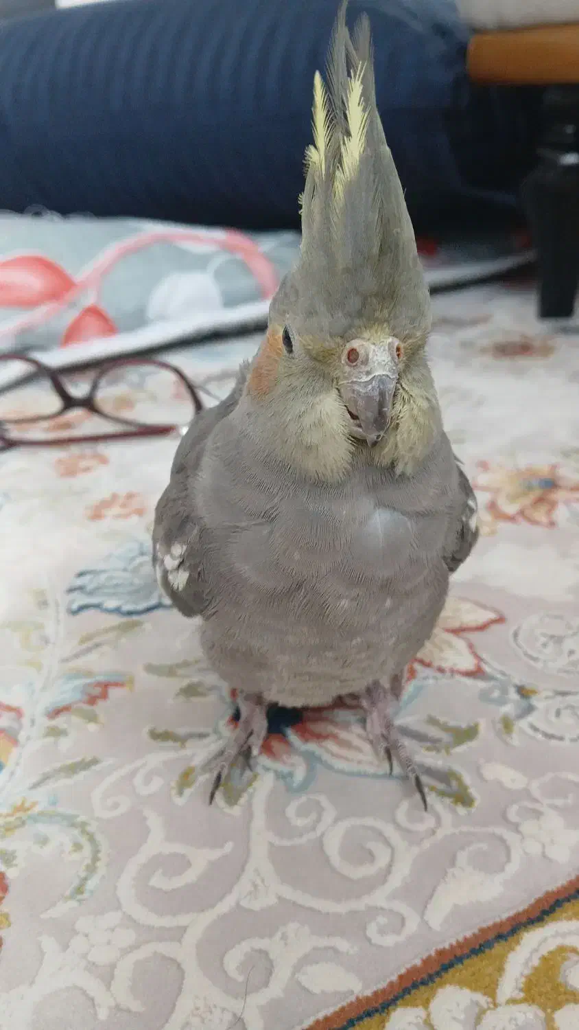 عروس هلندی|پرنده|شیراز, میانرود|دیوار