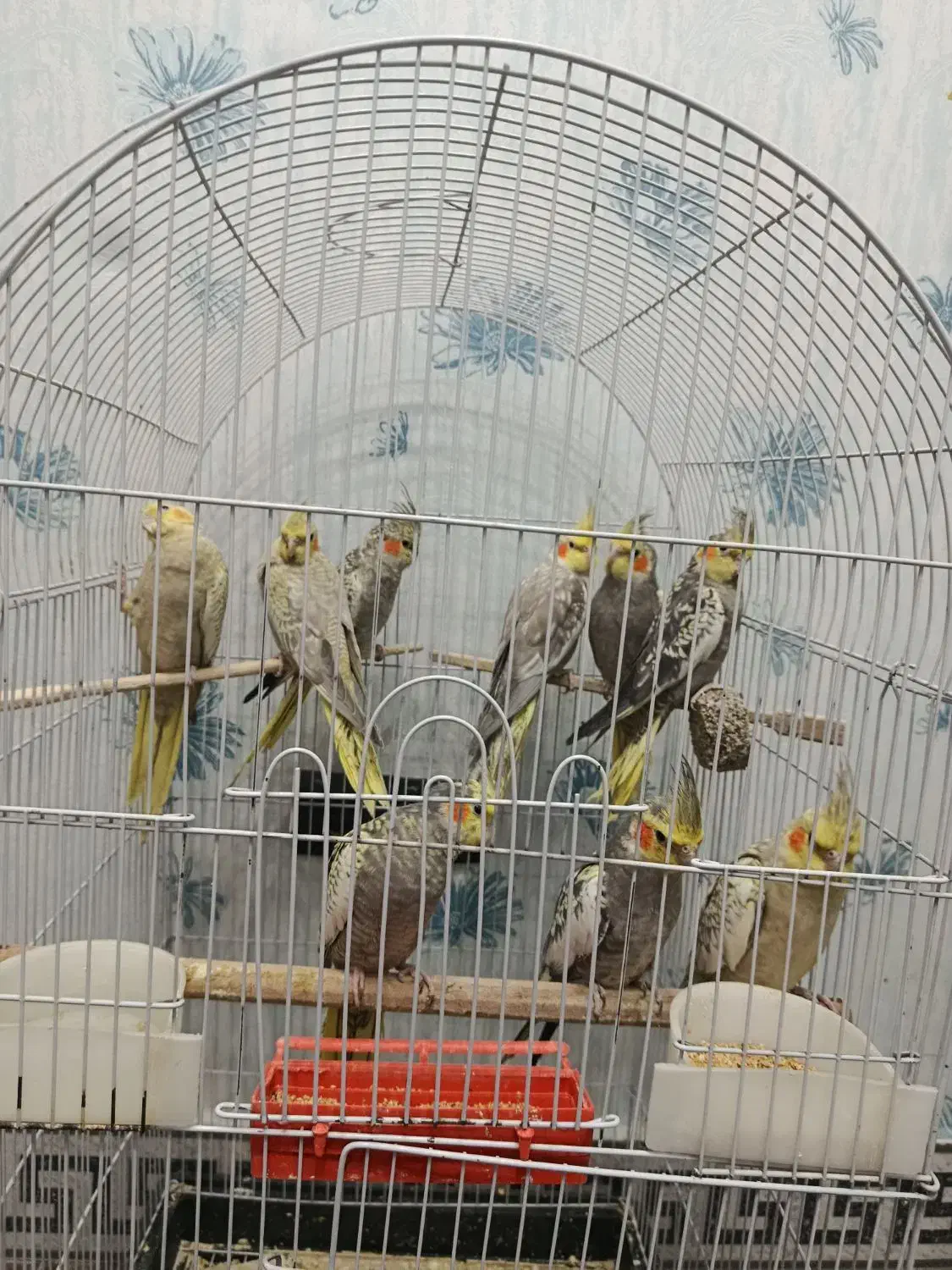 عروس هلندی|پرنده|باقرشهر, |دیوار