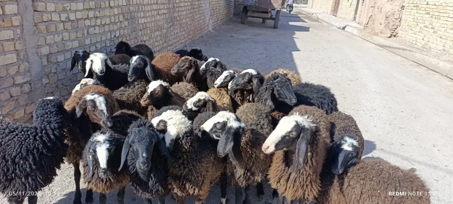 ۲۳راس بره نر و ماده|حیوانات مزرعه|قزوین, |دیوار