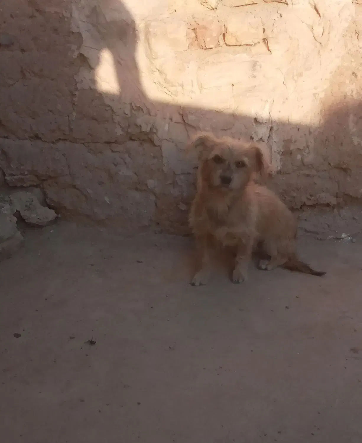 اشپیتز واگذاری|سگ|ساوه, |دیوار