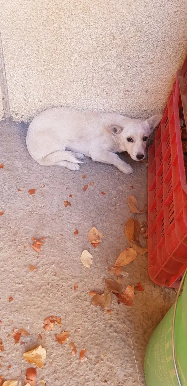 سگ پا کوتاه|سگ|خرمدره, |دیوار