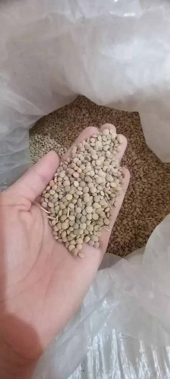 عدس پلویی|خوردنی و آشامیدنی|دورود, |دیوار