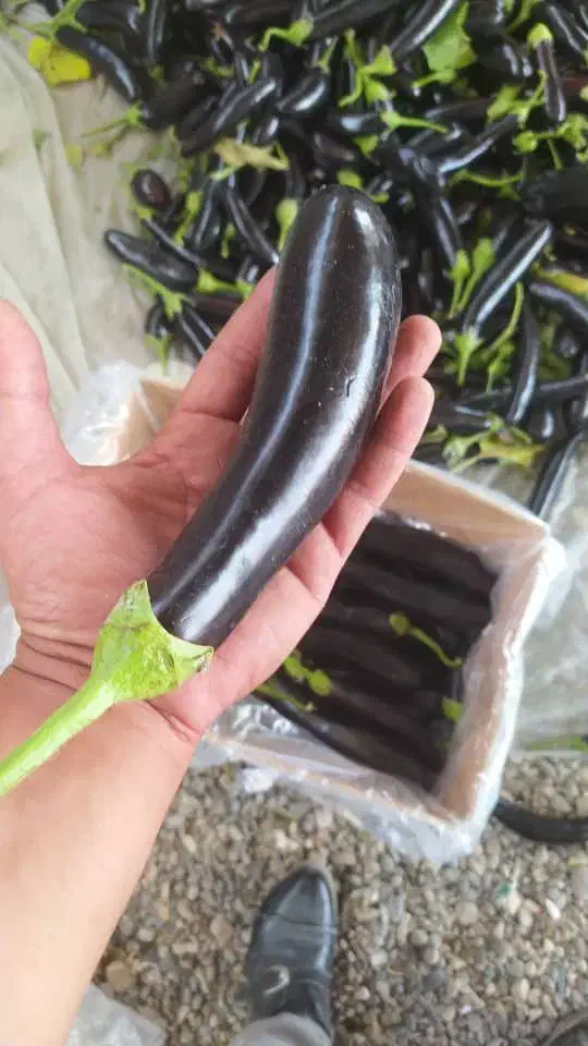 بادمجان رودان عمده|حراج|مریوان, |دیوار