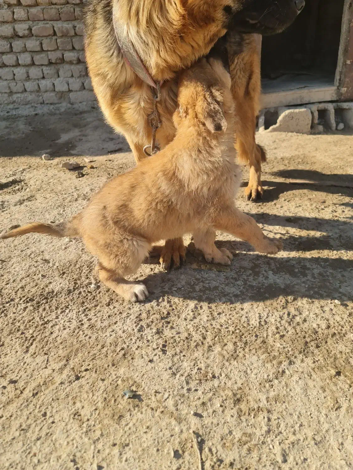 توله ژرمن|سگ|مشکین‌دشت, |دیوار