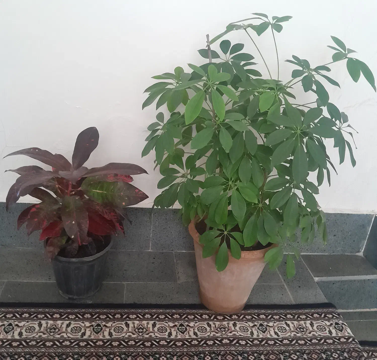 گل های آپارتمانی شاداب و سرحال|گل و گیاه طبیعی|صوفیان, |دیوار