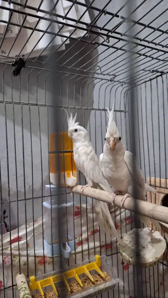 عروس هلندی آلبینو مولد|پرنده|سیراف, |دیوار