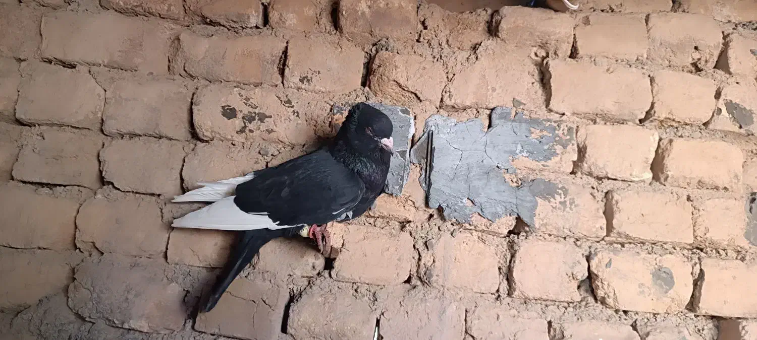 کبوتر|پرنده|سیدآباد, |دیوار