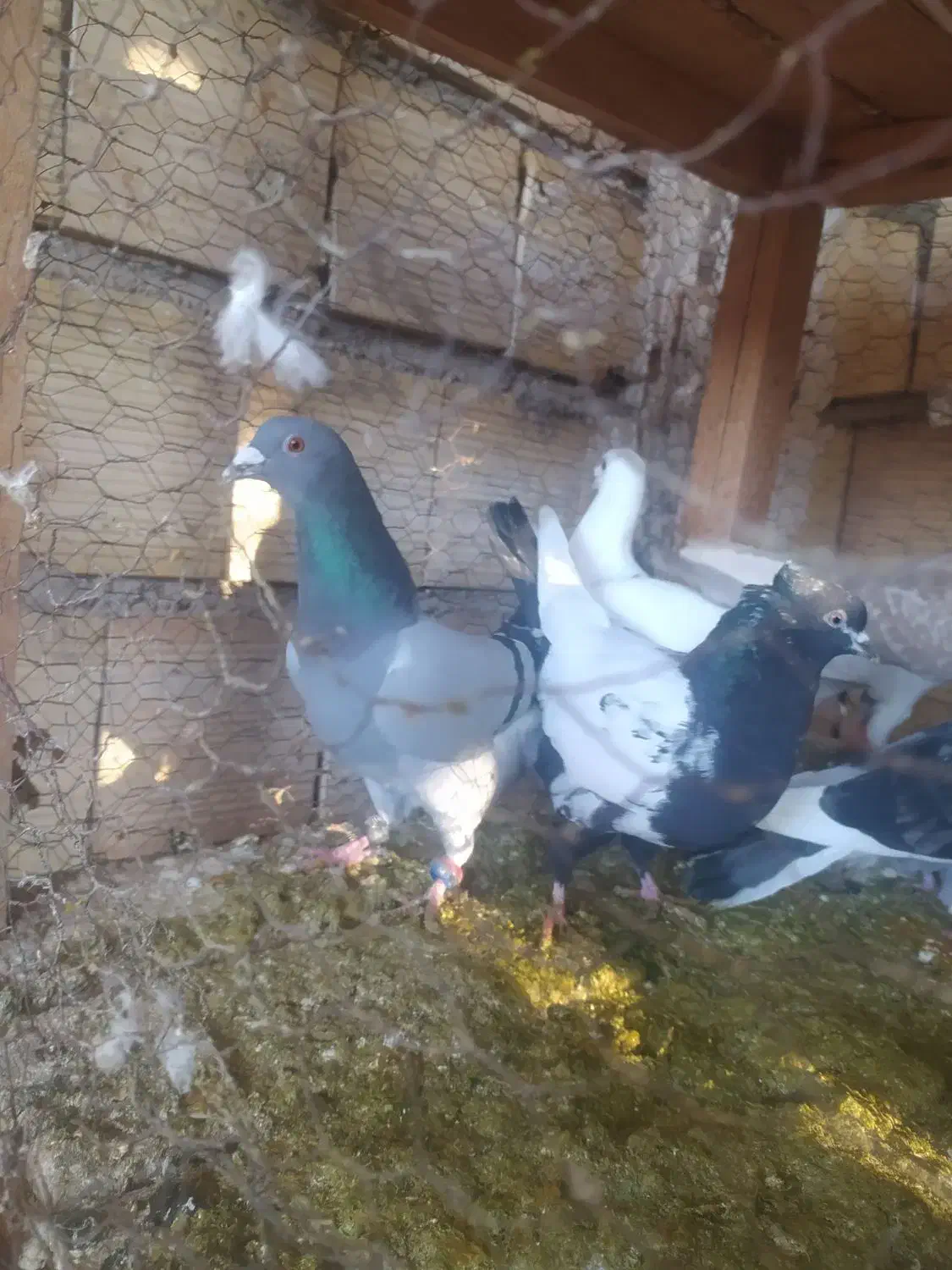 گرفتنی|پرنده|نیشابور, میدون بار|دیوار