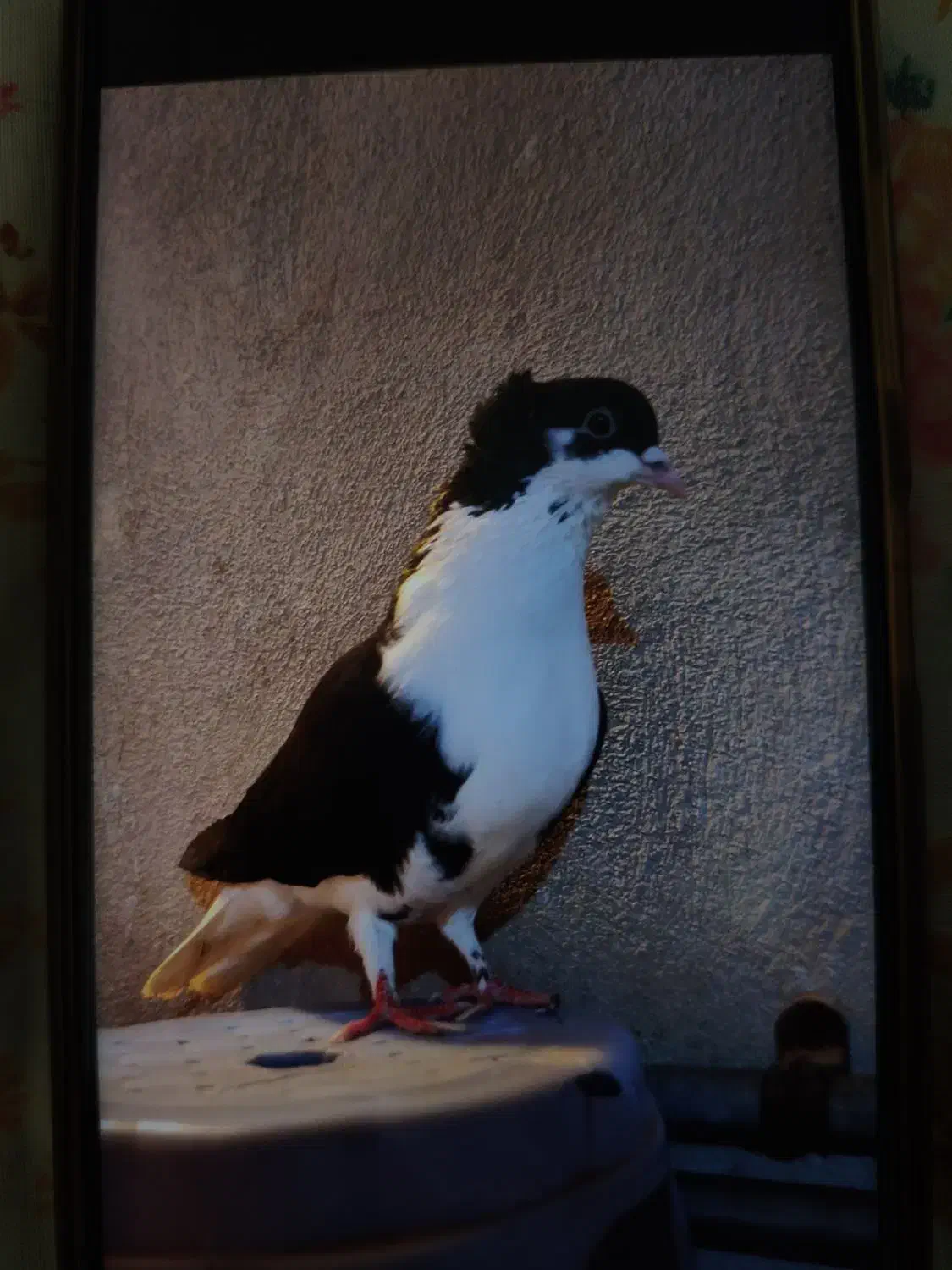 کبوتر|پرنده|ضیاء آباد, |دیوار