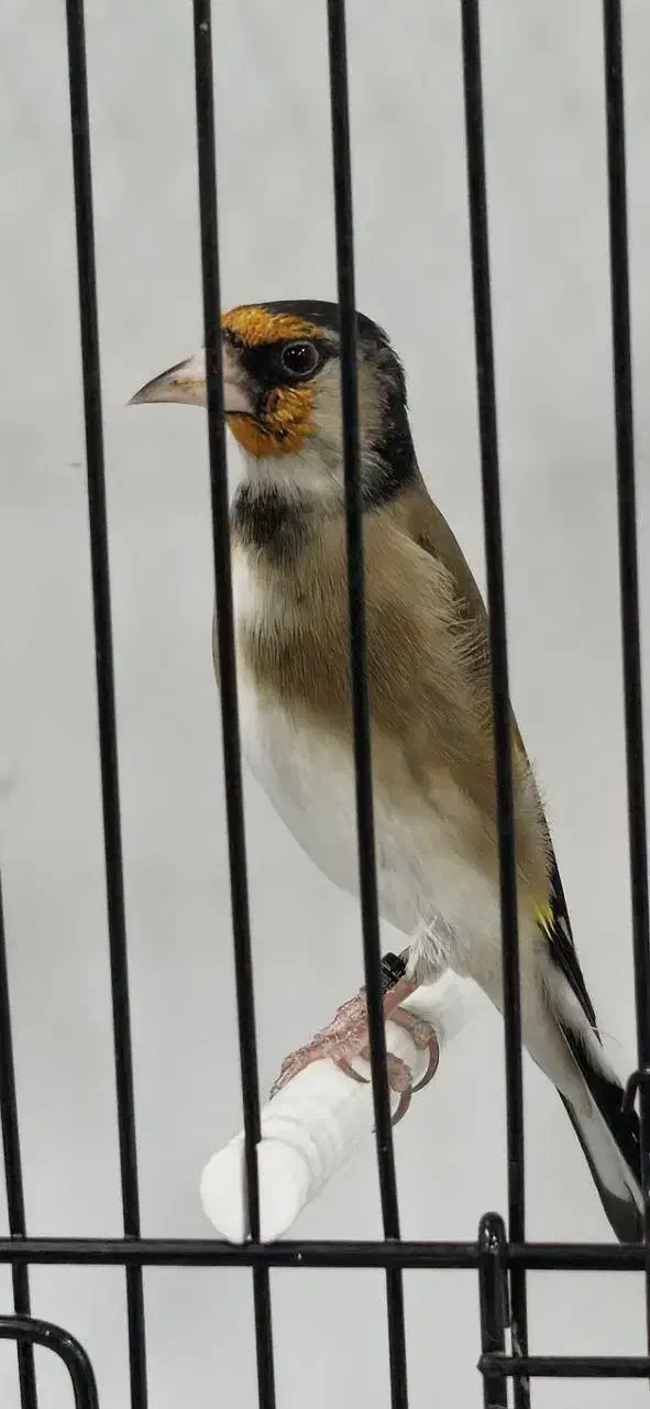 سهره|پرنده|کامفیروز, |دیوار