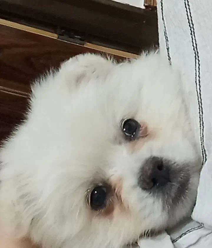 سگ چهار ماهه نر تازه واکسیناسیون شده سالم سلامت|سگ|پاکدشت, حصار امیر|دیوار