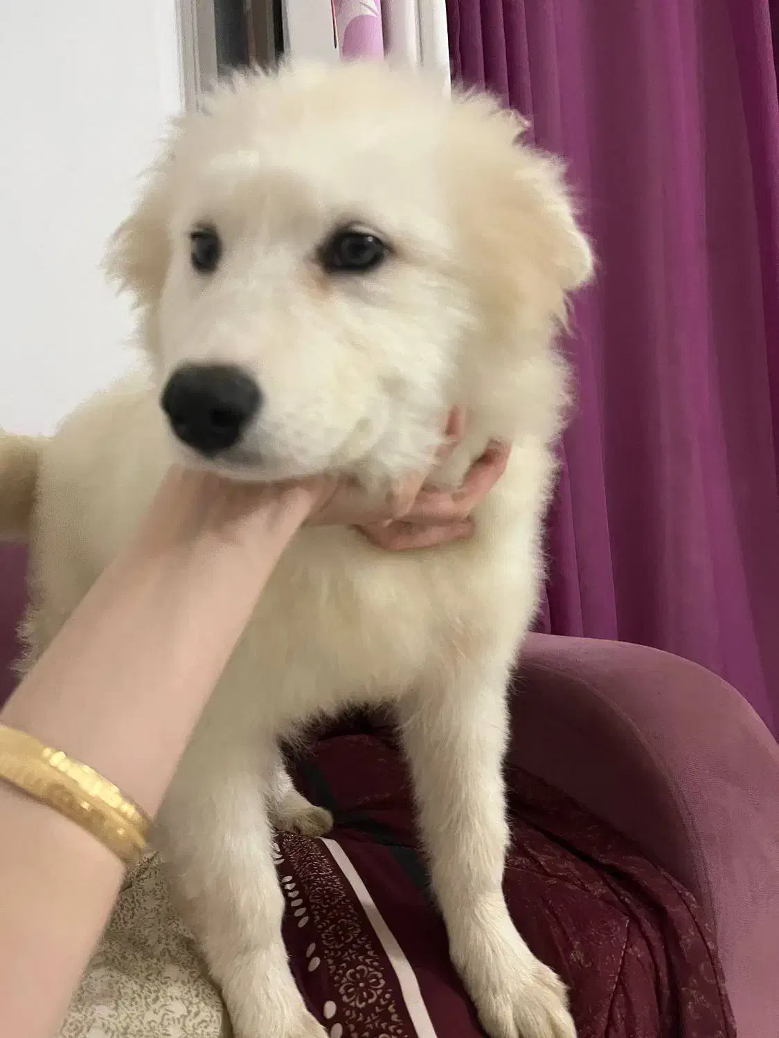 سگ سامویید ۴ ماهه|سگ|لاهیجان, انقلاب|دیوار