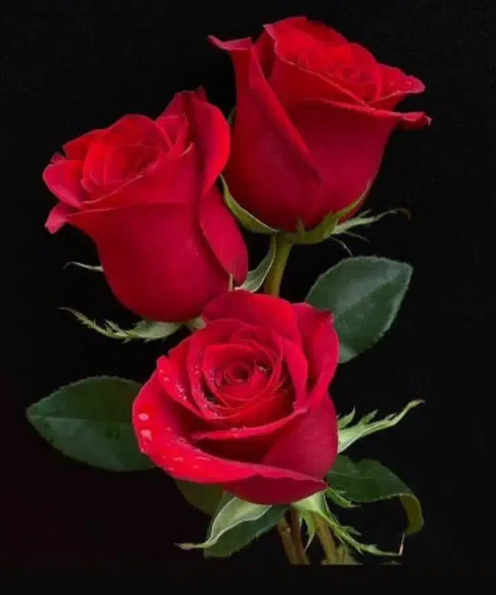 ادمینی پاسخگویی پذیرفته میشود|خدمات رایانهای و موبایل|منجیل, |دیوار