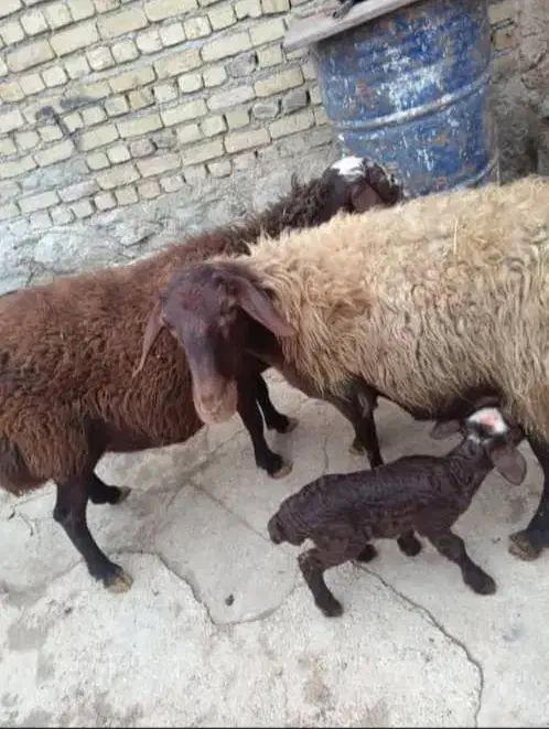 میش بره|حیوانات مزرعه|زالیان, |دیوار