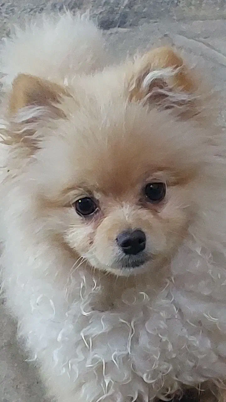 واگذار|سگ|اهواز, زندوکیلی|دیوار