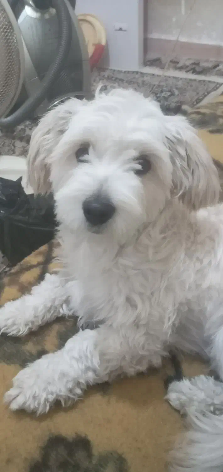 سگ اشپیتز تریر|سگ|رشت, جماران|دیوار